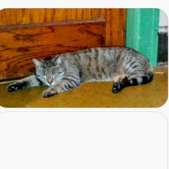 Meet your Posher....💖🐱 - Picture 8 of 10